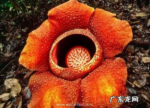 奇特的植物有哪些