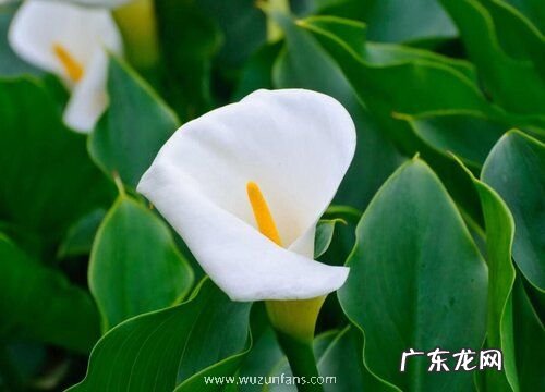 奇特的植物有哪些