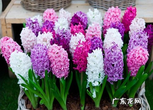 风信子是什么季节开的花