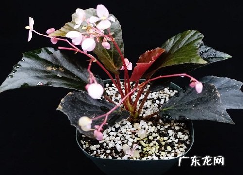 办公室大型花卉有哪些