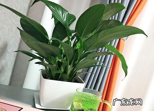 办公室大型花卉有哪些