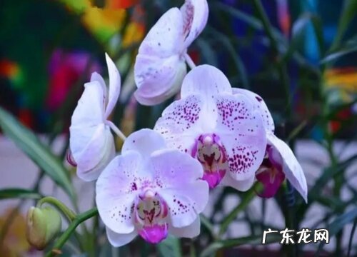 办公室大型花卉有哪些