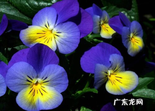 办公室大型花卉有哪些