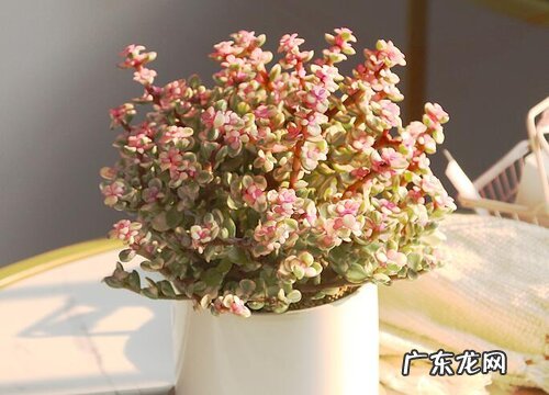 金枝玉叶开花吗 开花什么样子