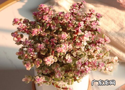 金枝玉叶开花吗 开花什么样子