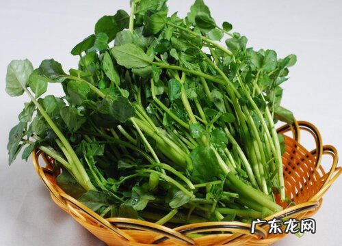西洋菜又叫什么菜