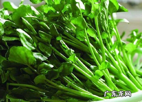 西洋菜又叫什么菜