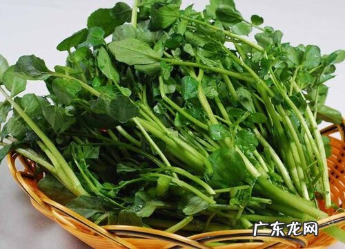 西洋菜又叫什么菜