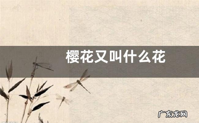 樱花又叫什么花
