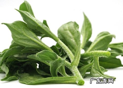 冰菜又叫什么菜