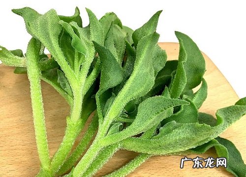 冰菜又叫什么菜