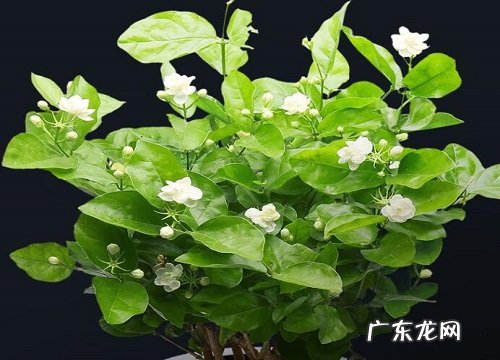 茉莉花又叫什么花