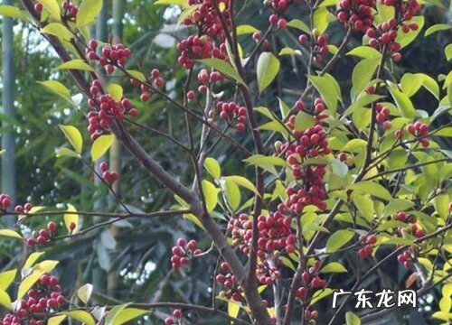 皮树又叫什么树