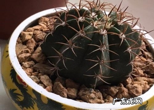 家里能种仙人球吗