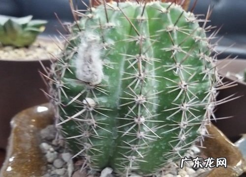 家里能种仙人球吗