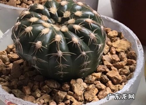家里能种仙人球吗