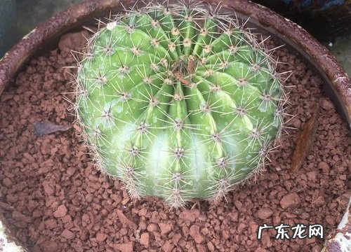 家里能种仙人球吗