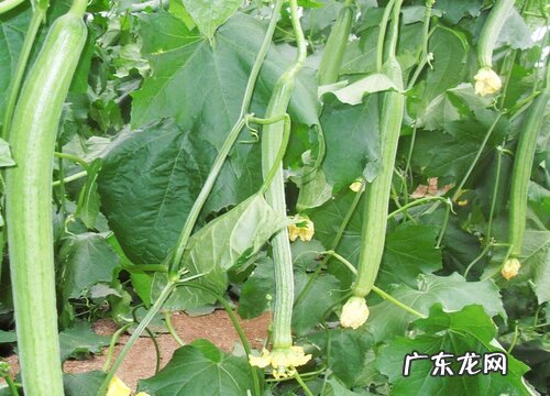 攀缘茎的植物有哪些