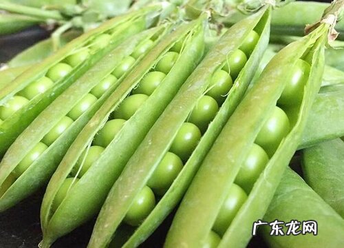 攀缘茎的植物有哪些