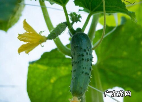 攀缘茎的植物有哪些