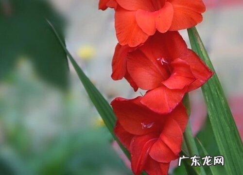 剑兰是什么季节开的花