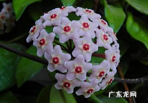 球兰怎么养才能开花