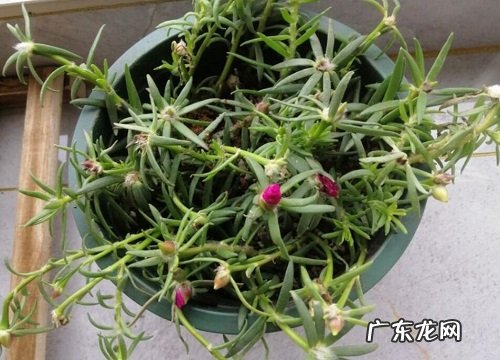 太阳花只长叶子不开花原因及处理方法