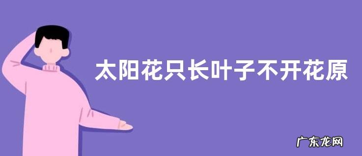 太阳花只长叶子不开花原因及处理方法