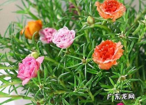 太阳花只长叶子不开花原因及处理方法