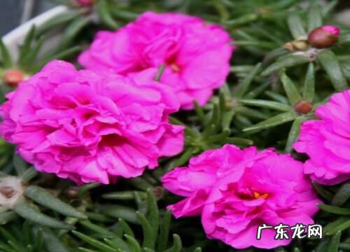 太阳花只长叶子不开花原因及处理方法
