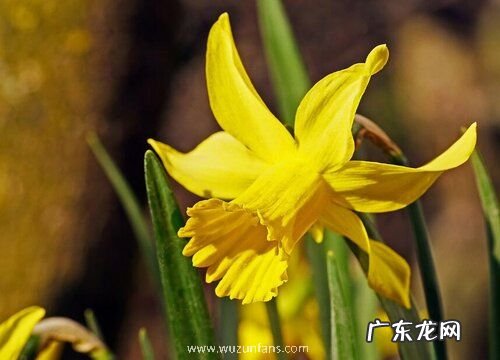 冬天里的植物有哪些