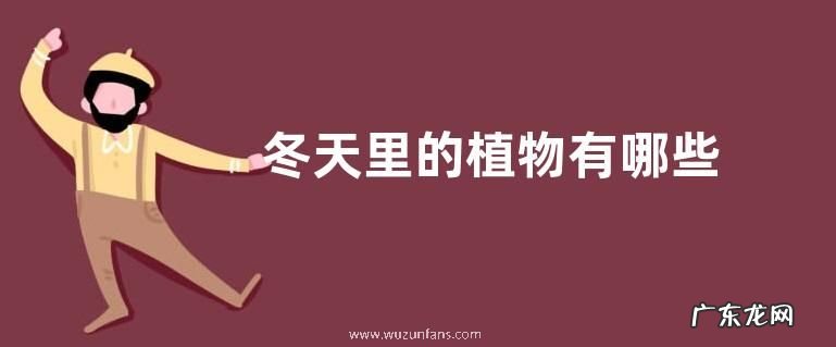冬天里的植物有哪些