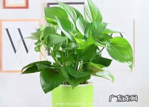 冬天里的植物有哪些