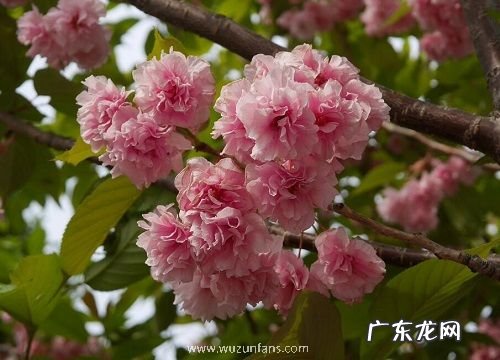 冬天里的植物有哪些