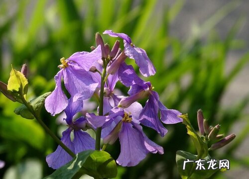 二月花是什么季节开的花