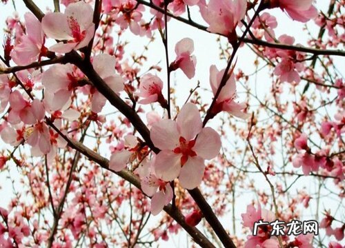 二月花是什么季节开的花