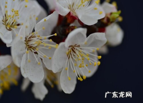 二月花是什么季节开的花