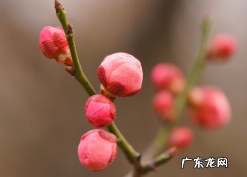 梅花是什么季节开的花