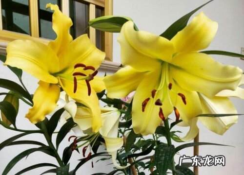 百合花又叫什么名字