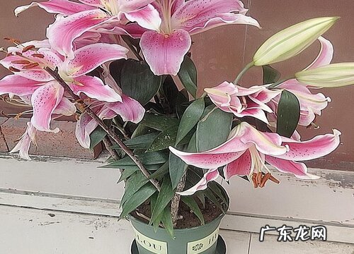 百合花又叫什么名字