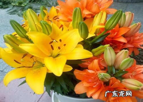 百合花又叫什么名字