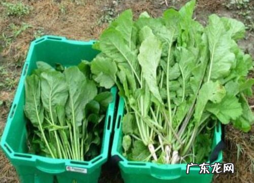 萝卜菜又叫什么名字