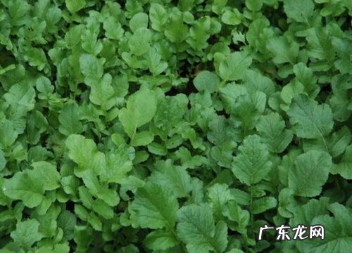 萝卜菜又叫什么名字