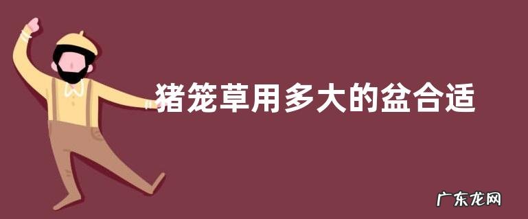 猪笼草用多大的盆合适