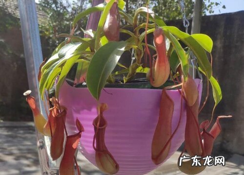 猪笼草用多大的盆合适