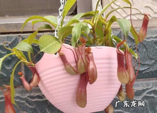 猪笼草用多大的盆合适