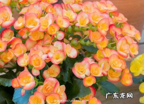 海棠是什么季节开的花