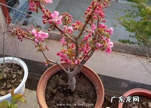 海棠是什么季节开的花