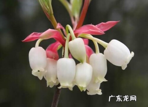 吊钟花又叫什么名字