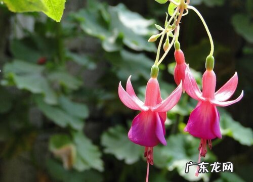 吊钟花又叫什么名字